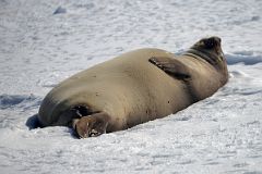 16 Elephant Seal Showing His Finger Nails On Aitcho Barrientos Island In South Shetland Islands On Quark Expeditions Antarctica Cruise